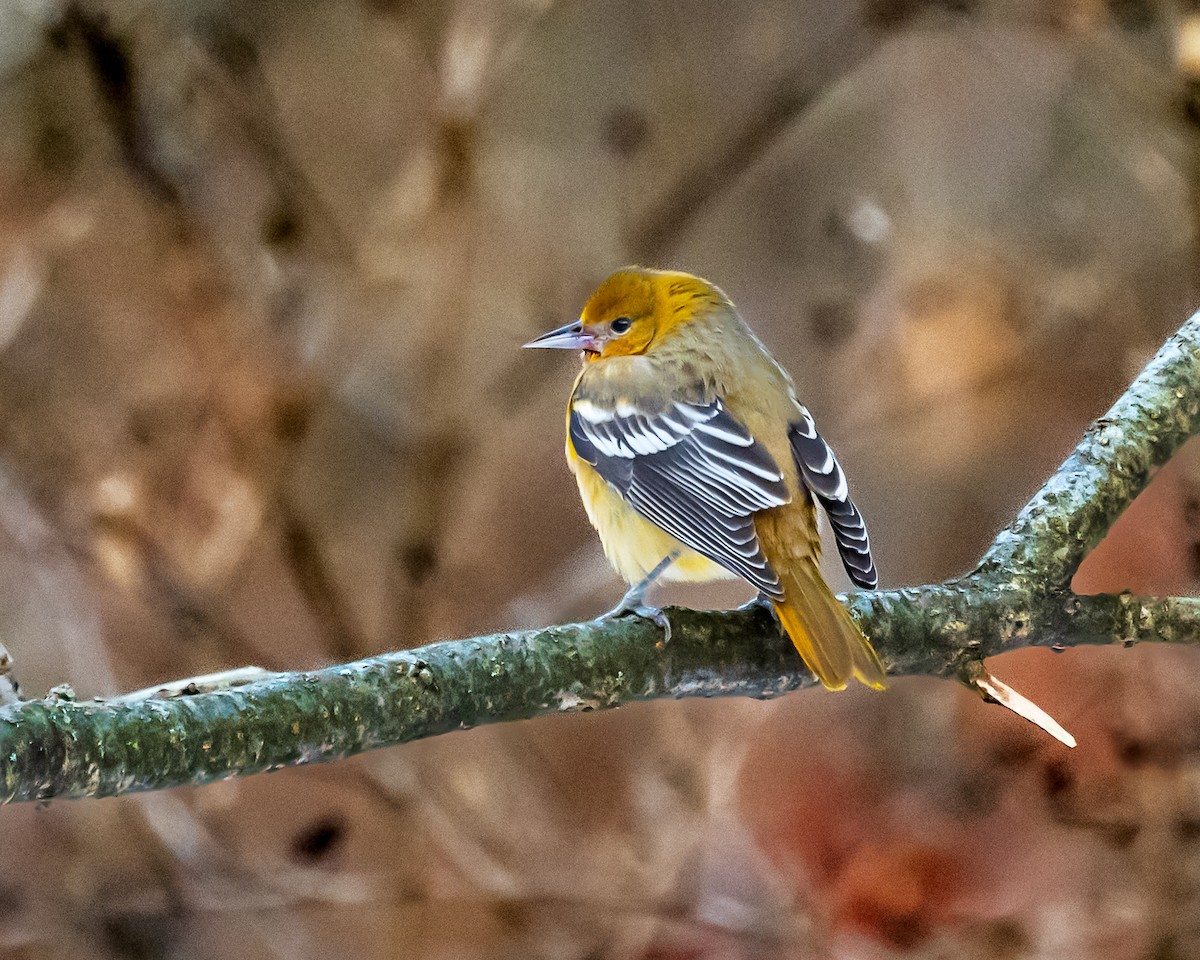 passerine sp. - ML646394430