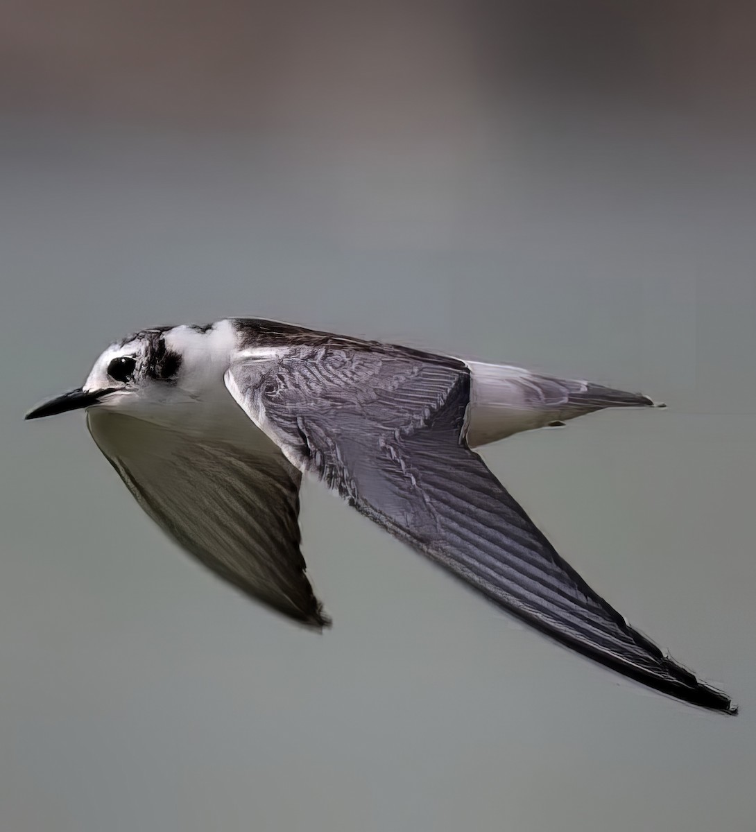 小鷗 - ML646394431