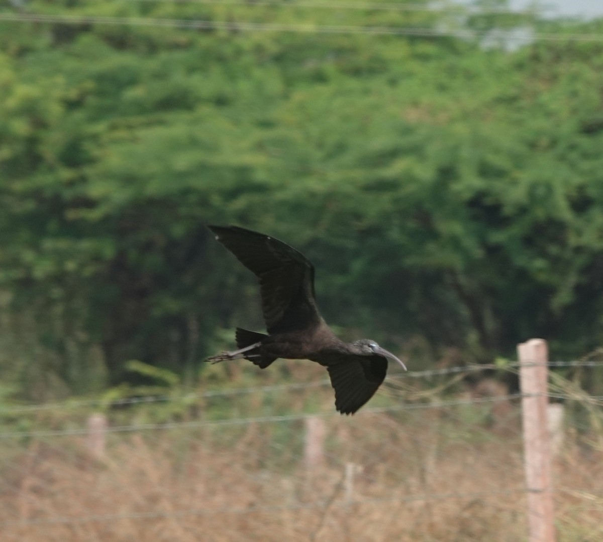 Glossy Ibis - ML646394436