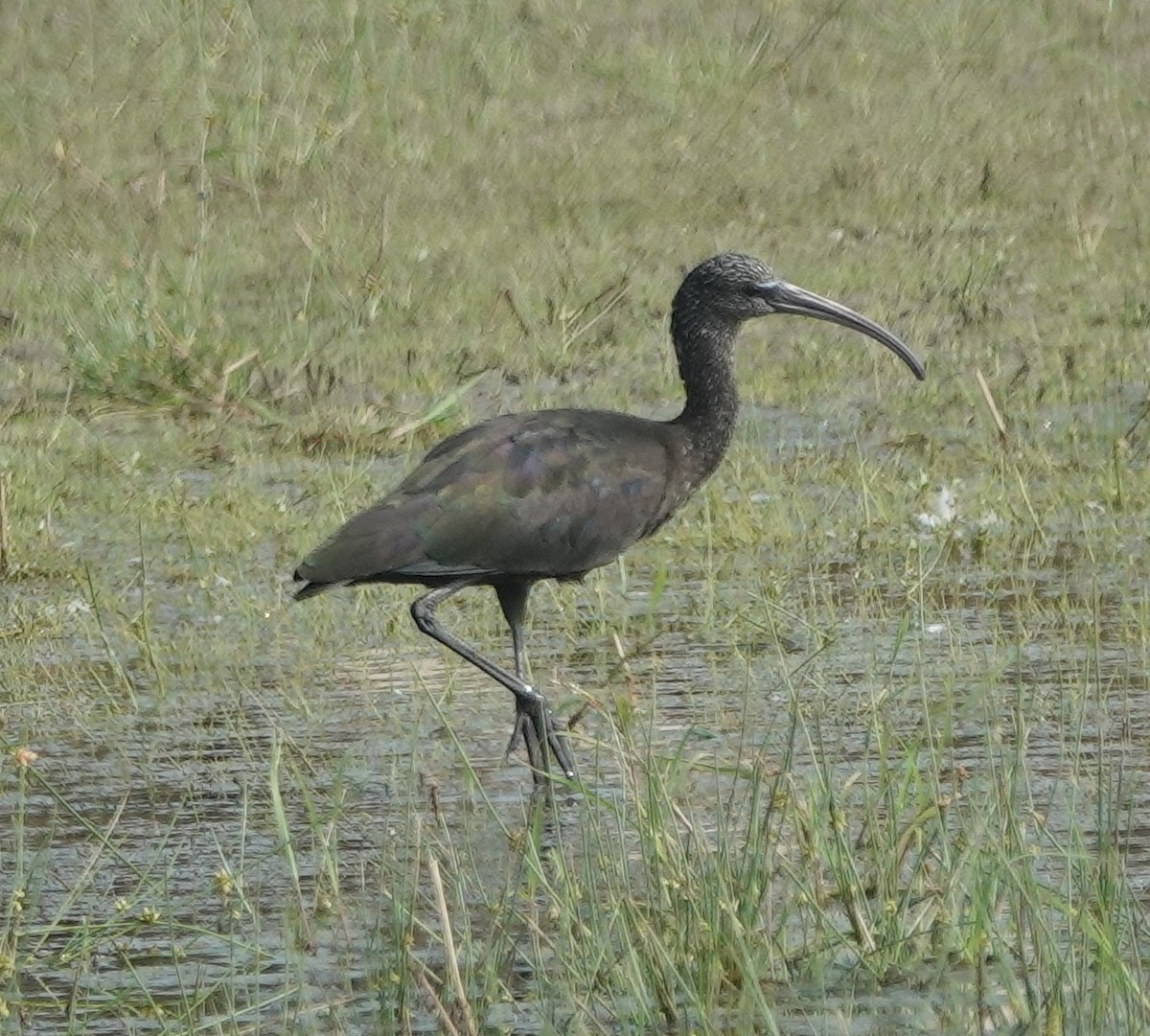 Glossy Ibis - ML646394437