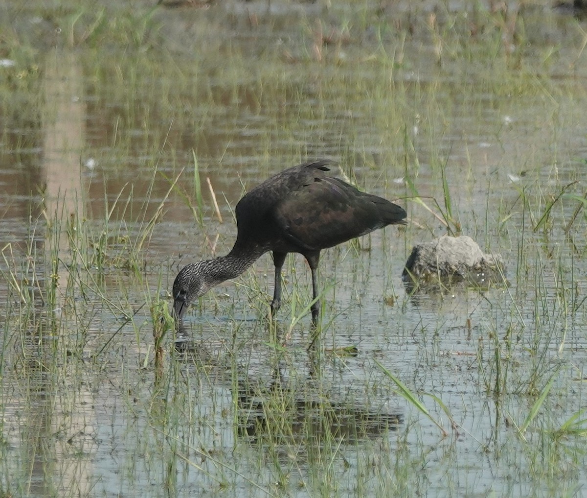 Glossy Ibis - ML646394438
