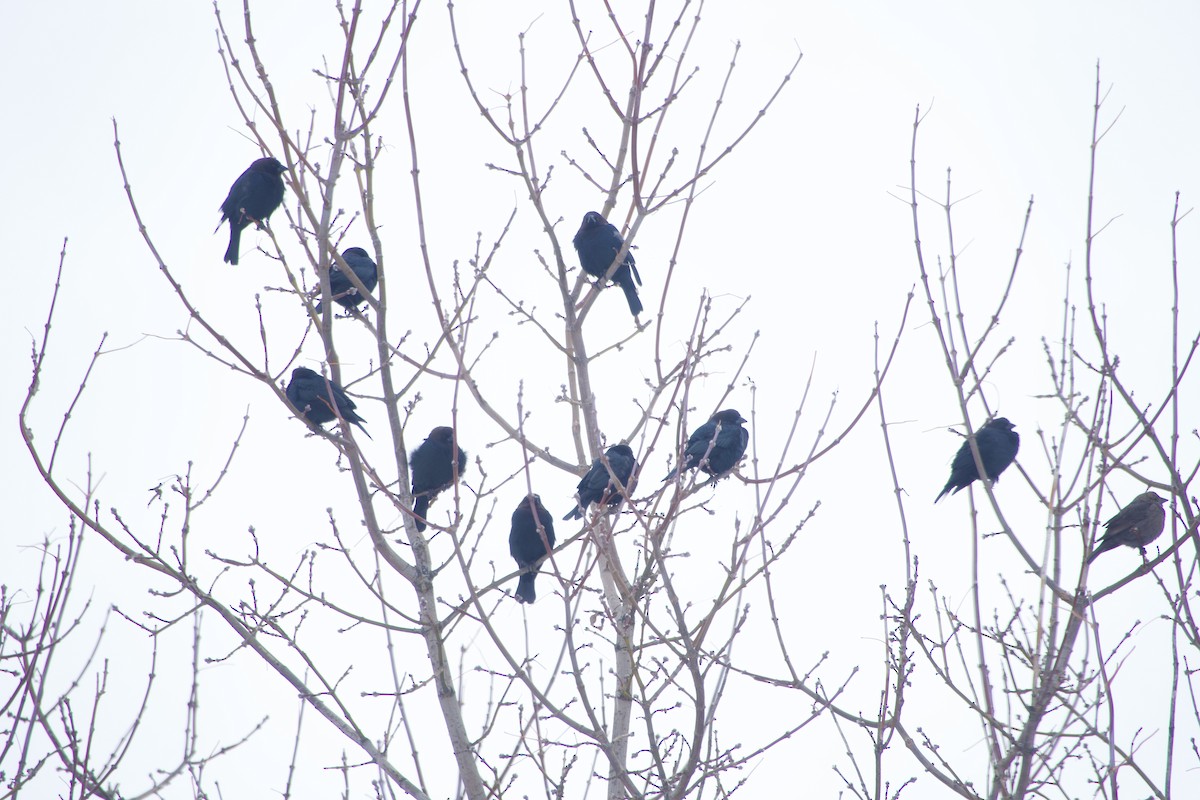 vlhovec hnědohlavý - ML646394439