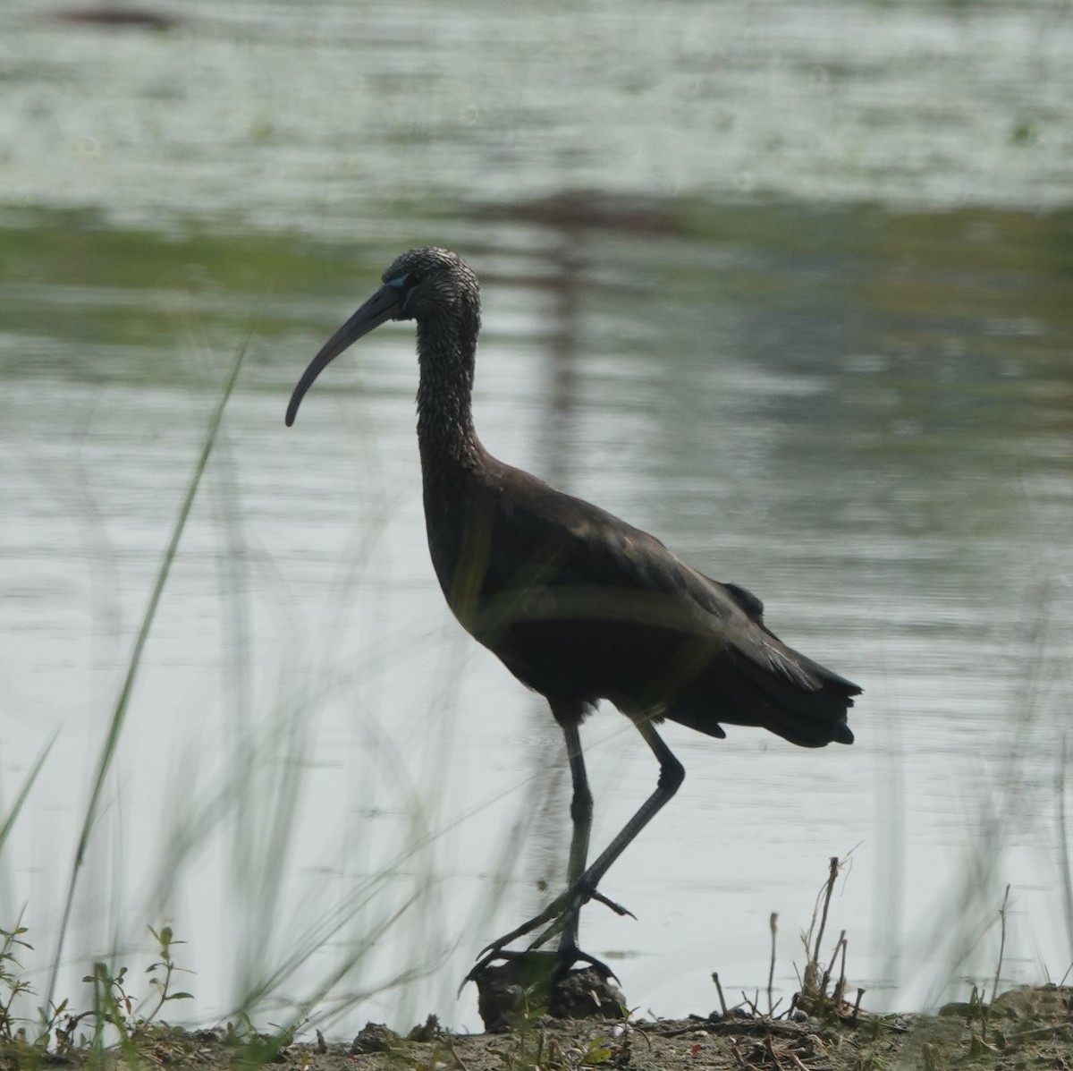 Glossy Ibis - ML646394440