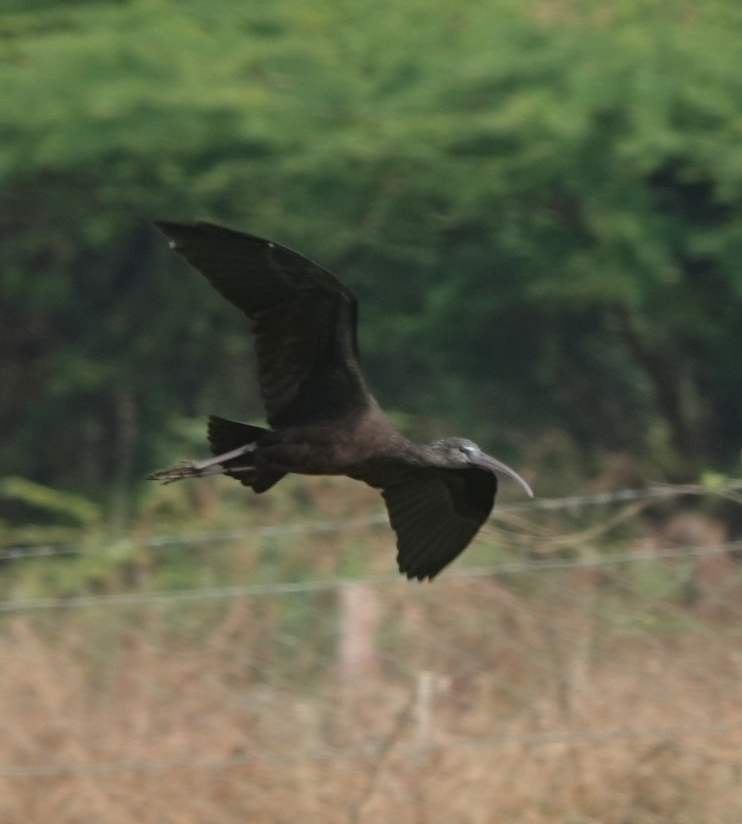 Glossy Ibis - ML646394441