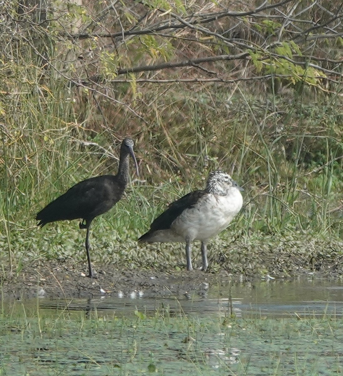 Glossy Ibis - ML646394442