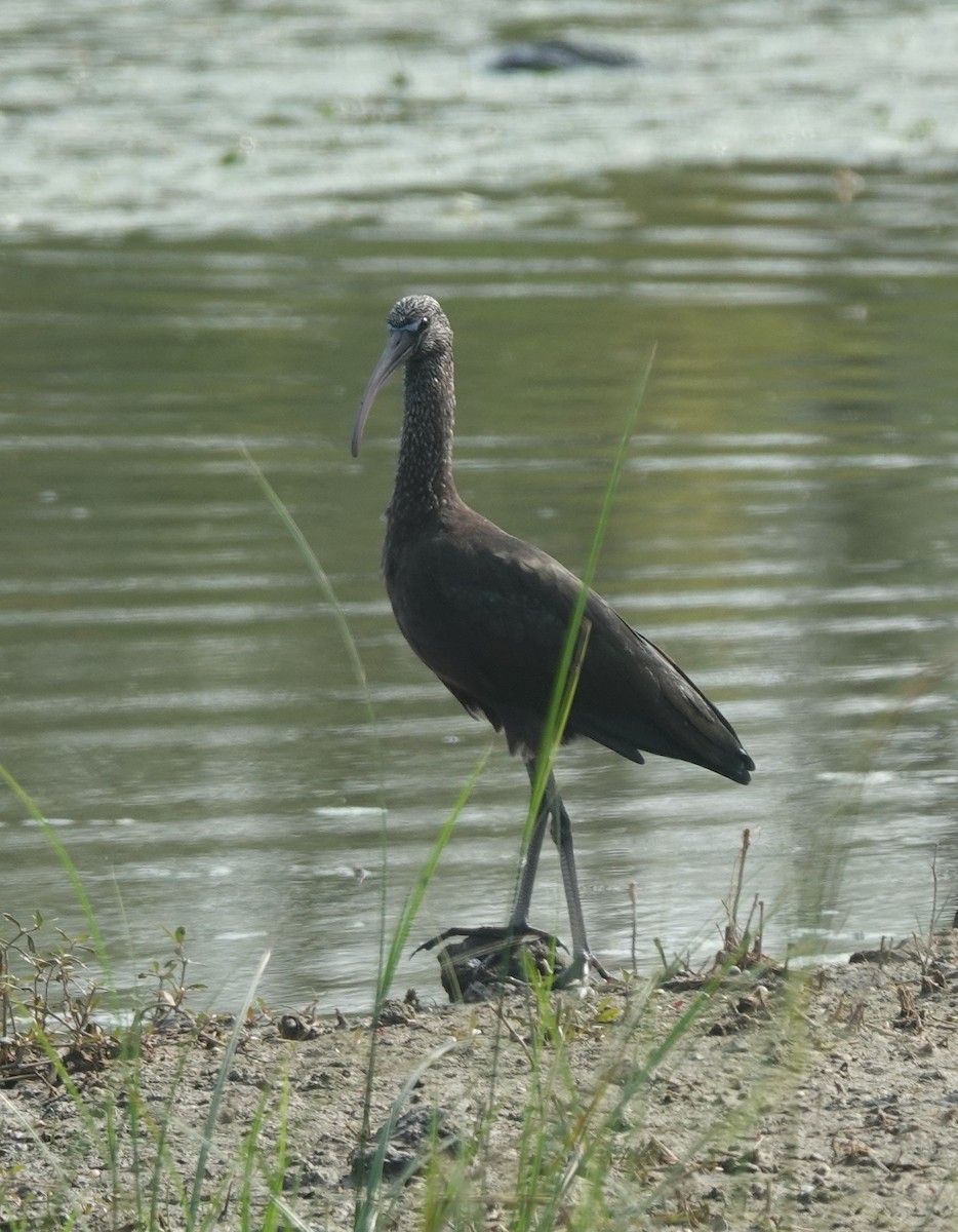 Glossy Ibis - ML646394443