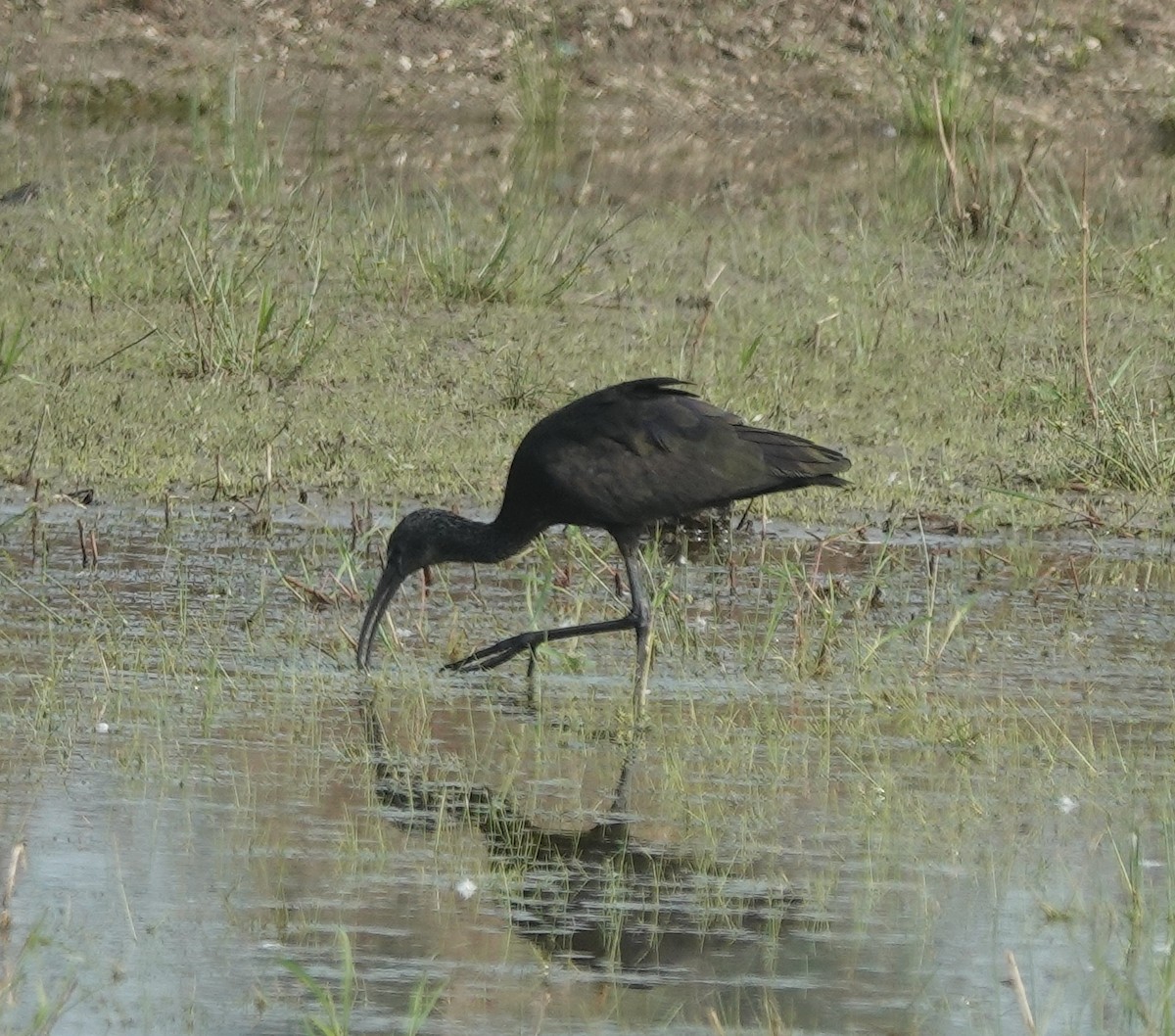 Glossy Ibis - ML646394444