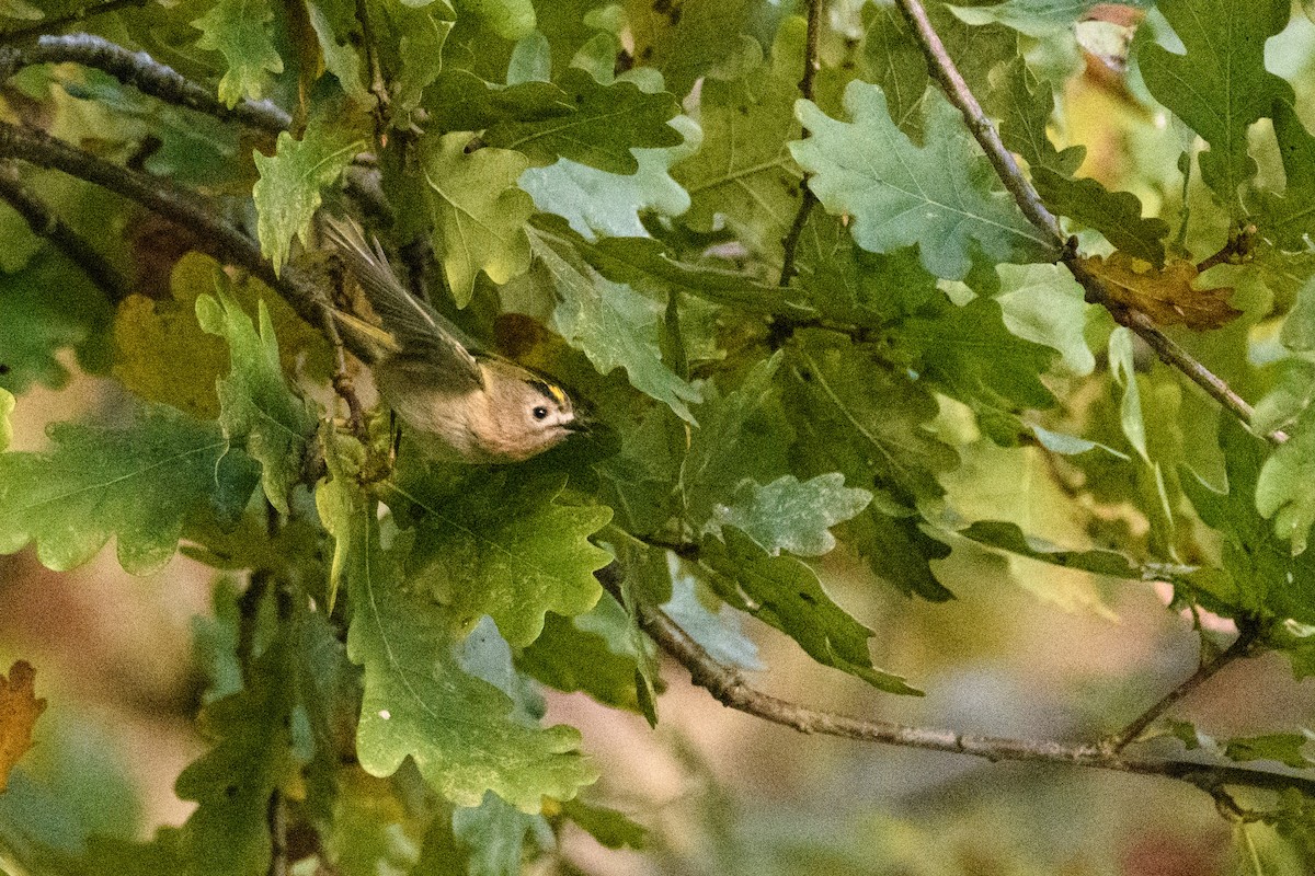 戴菊鳥 - ML646394445