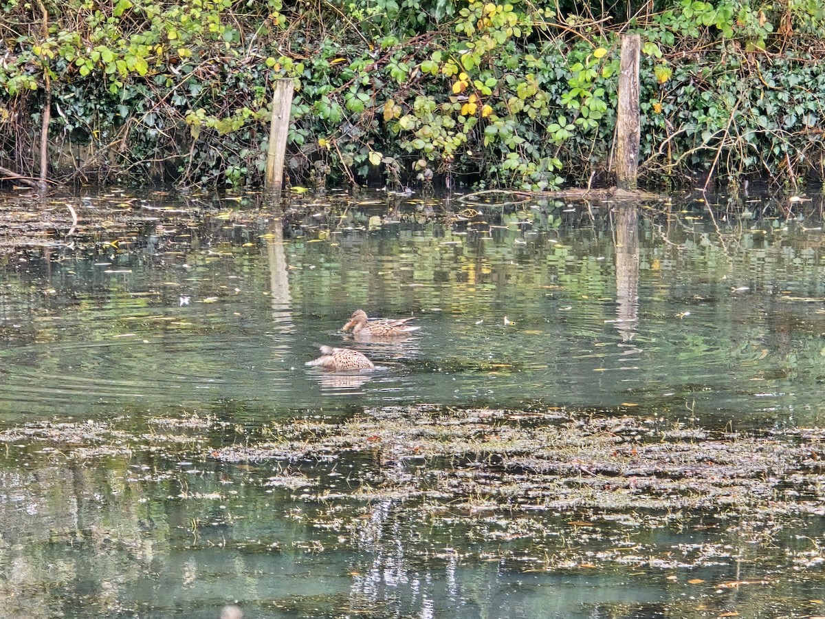 Халбага нугас - ML646394447