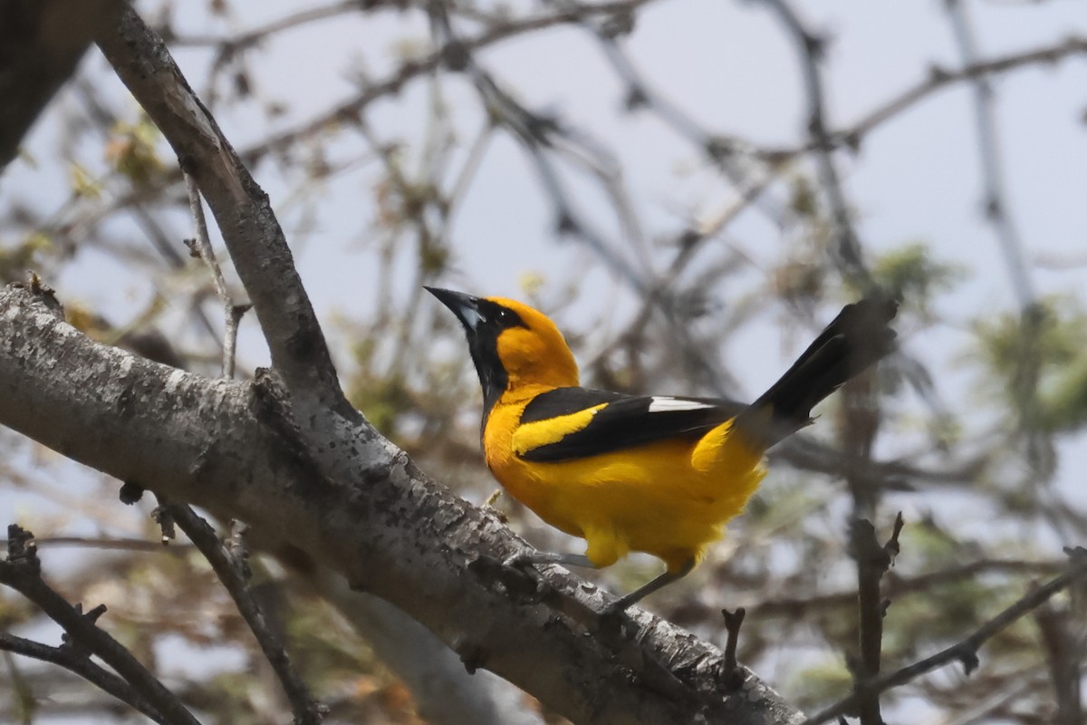 White-edged Oriole - ML646394448