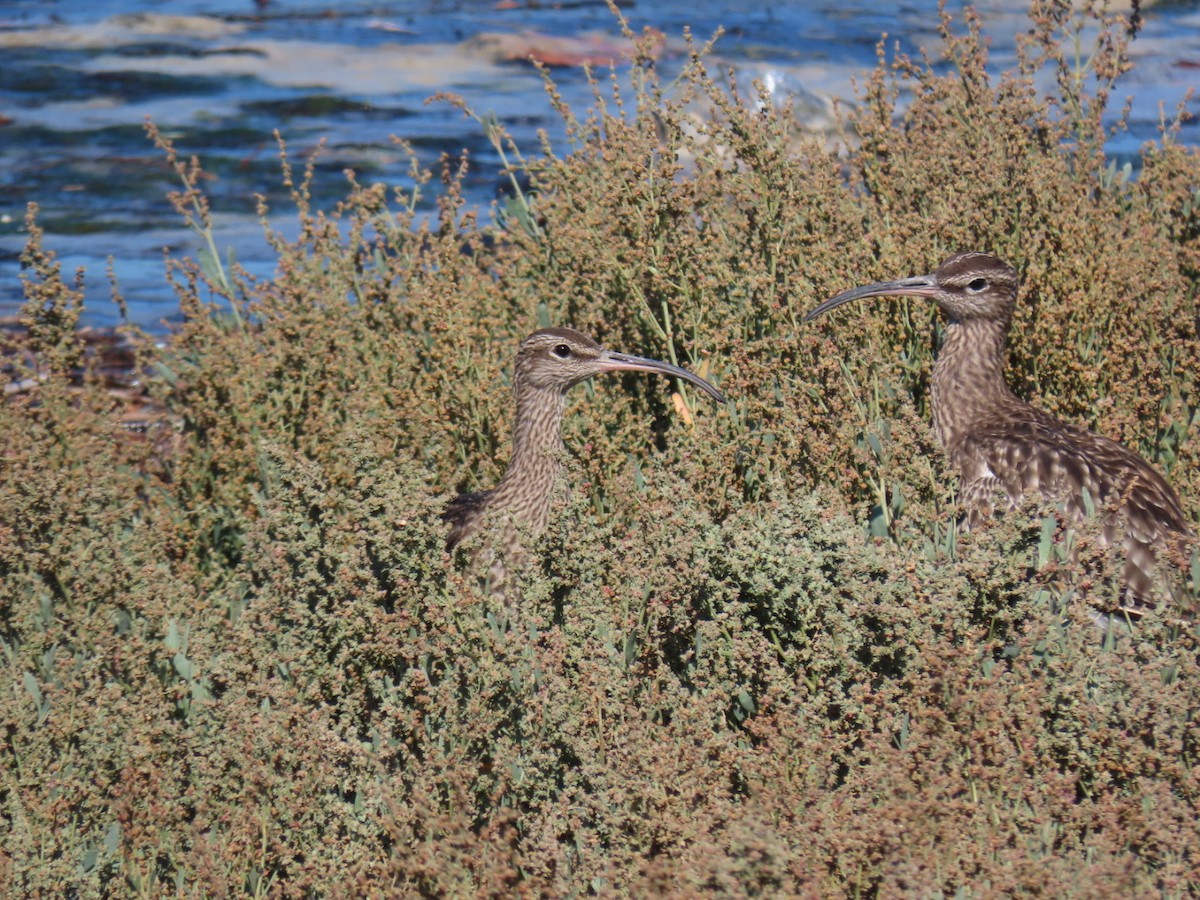 Eurasian Whimbrel - ML646394450