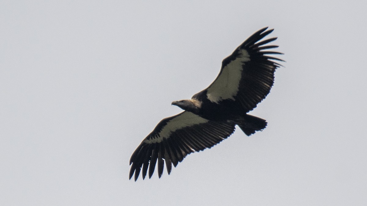White-rumped Vulture - ML646394451