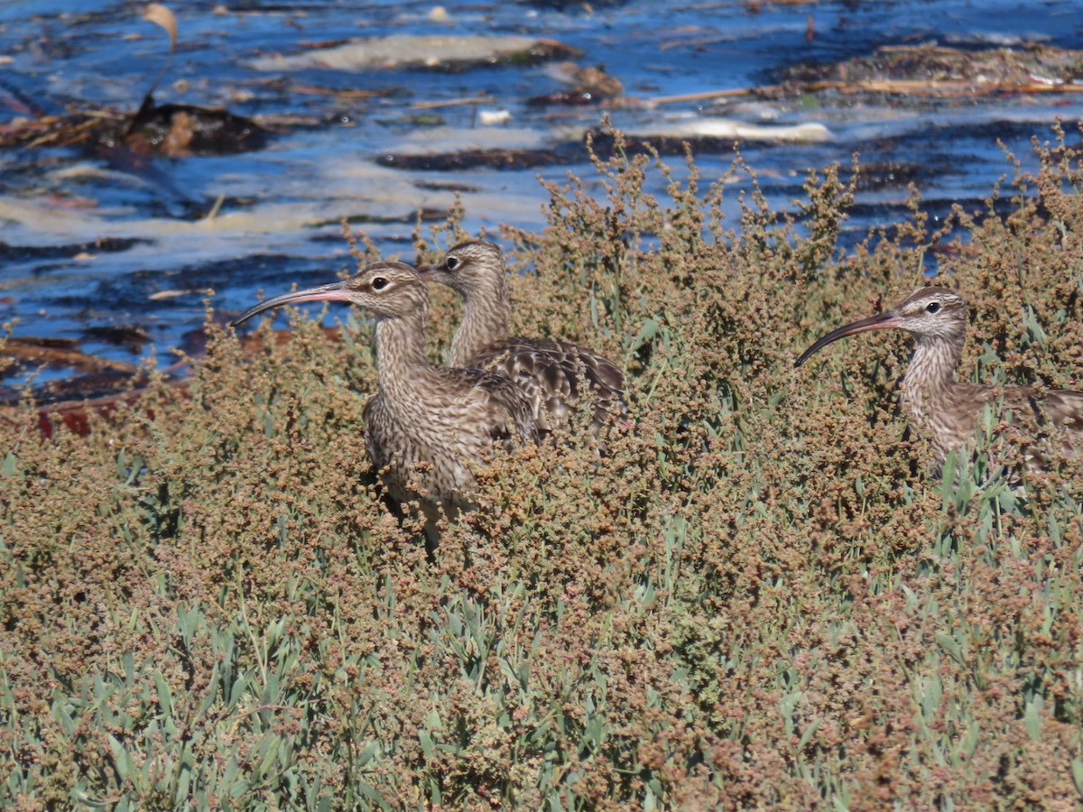 Eurasian Whimbrel - ML646394455