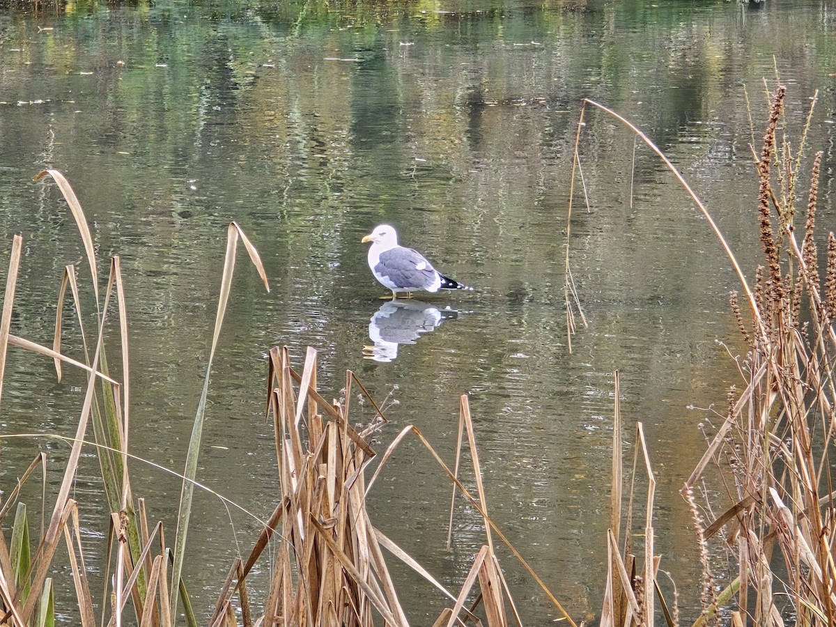 Бэсрэг цахлай - ML646394457