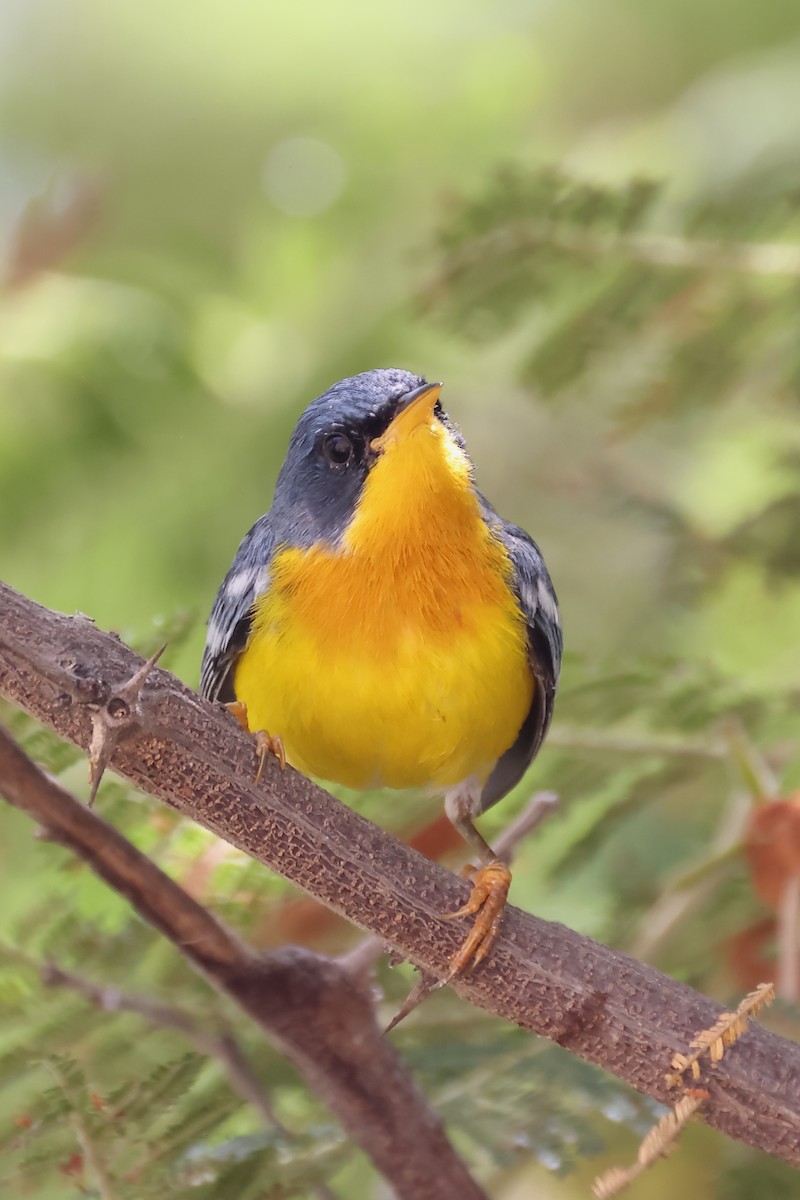 Tropical Parula - ML646394462