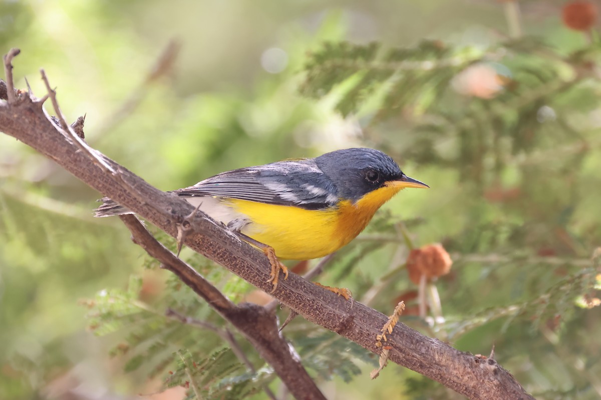 Tropical Parula - ML646394463