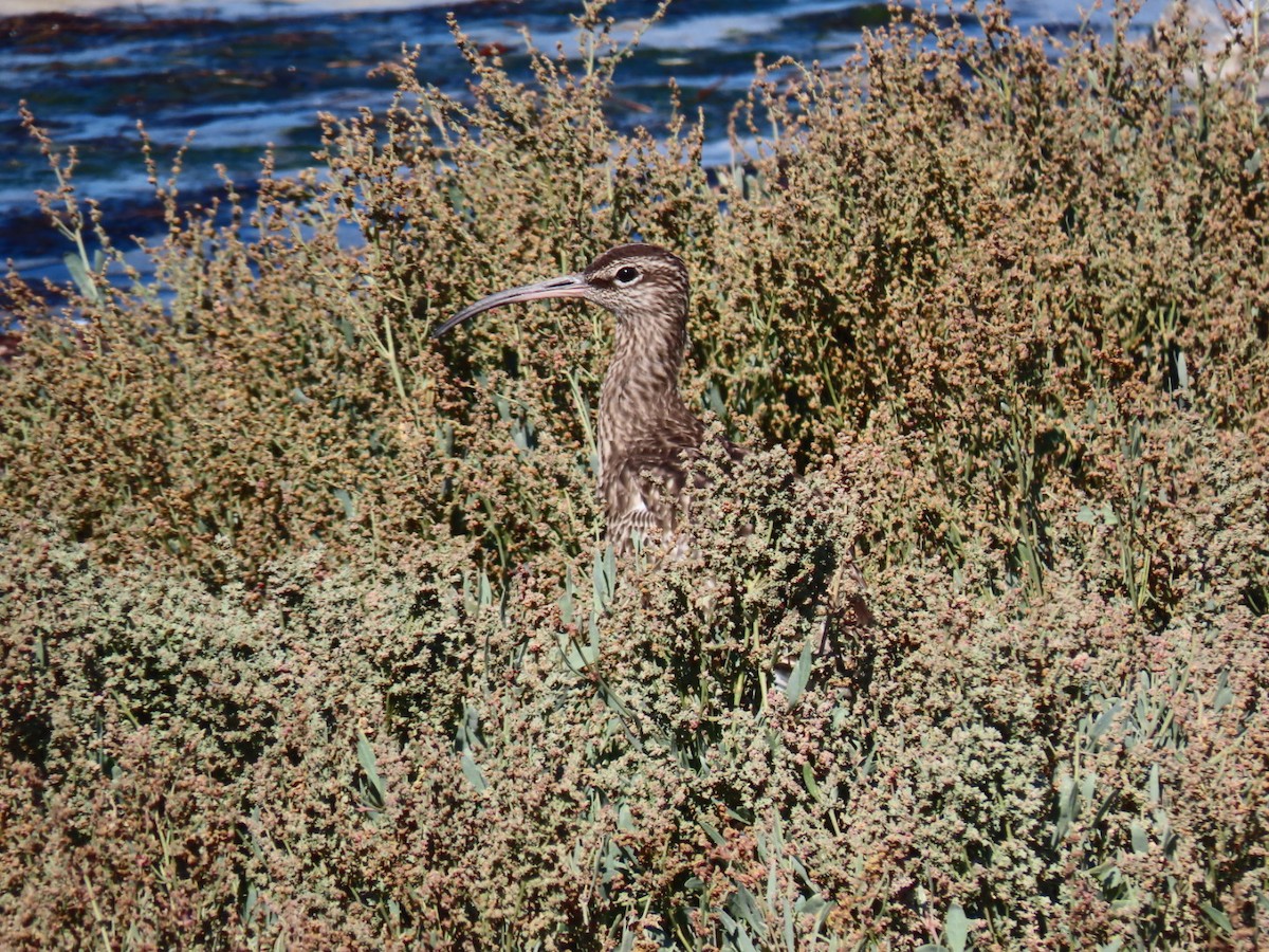 Eurasian Whimbrel - ML646394465