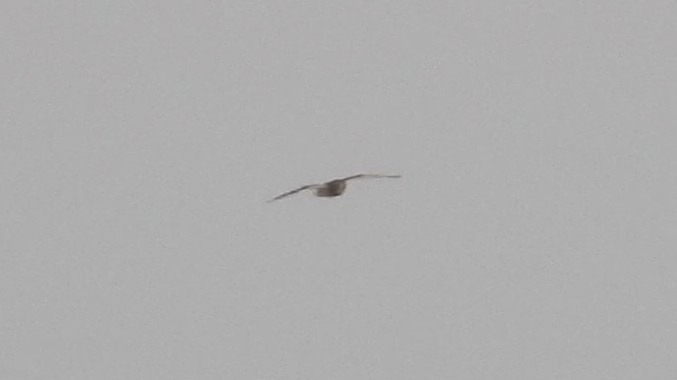 短耳鴞 - ML646394466