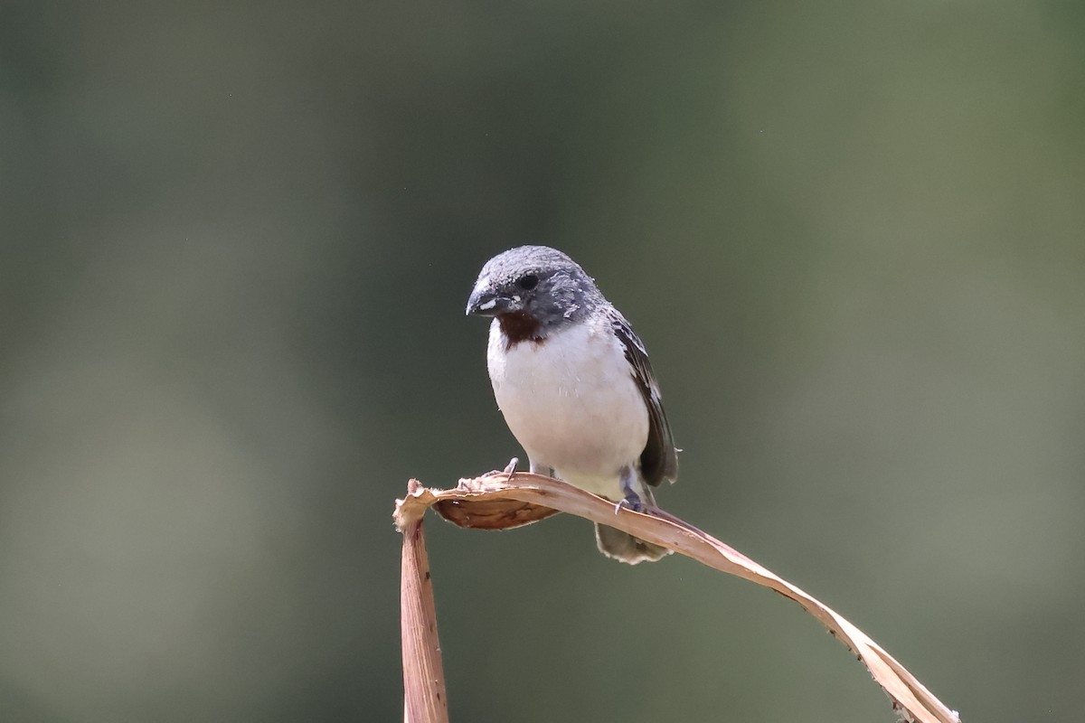 Chestnut-throated Seedeater - ML646394471
