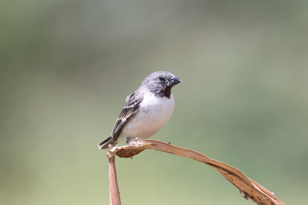 Chestnut-throated Seedeater - ML646394472