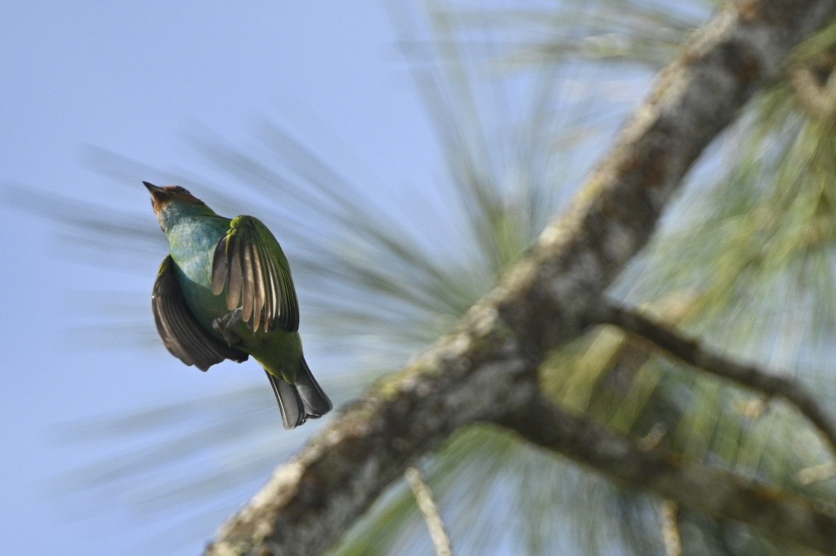 Tangara Cabecibaya - ML646394491