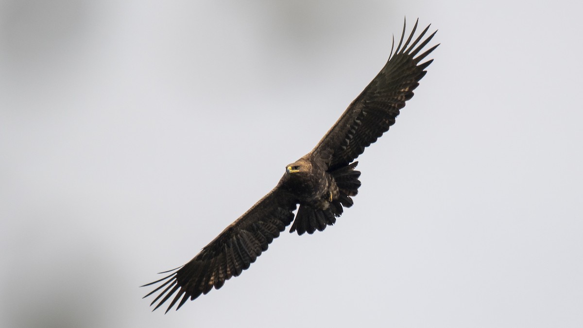Águila Esteparia - ML646394492