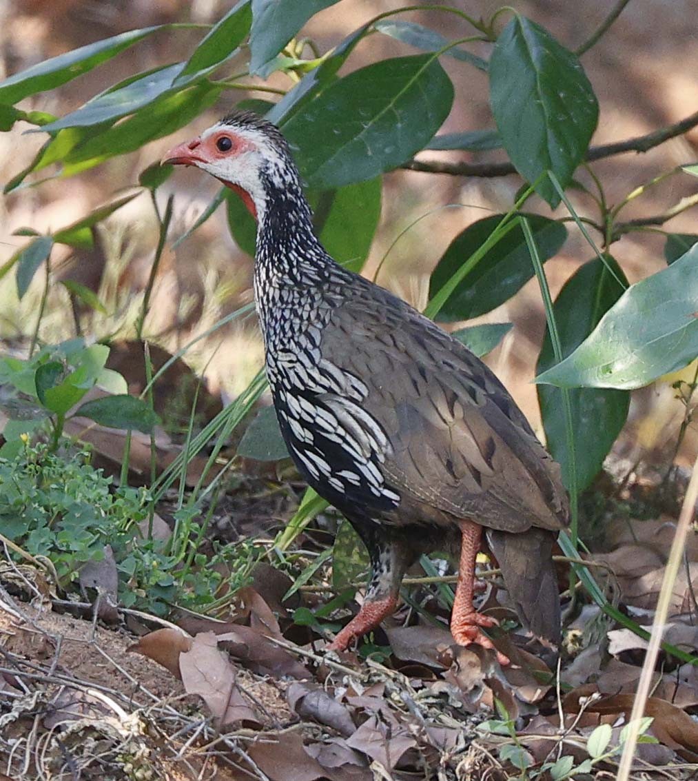 Red-necked Spurfowl - ML646394495