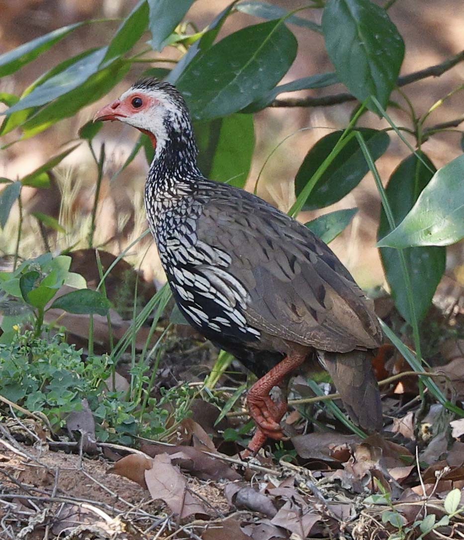 Red-necked Spurfowl - ML646394496