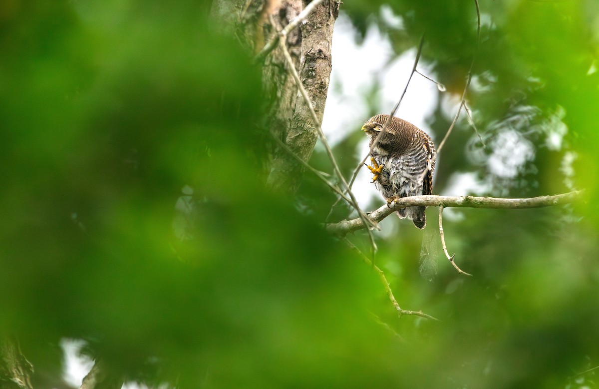 kulíšek indický - ML646394497