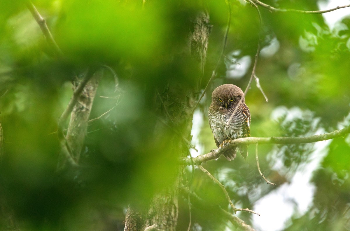 kulíšek indický - ML646394498