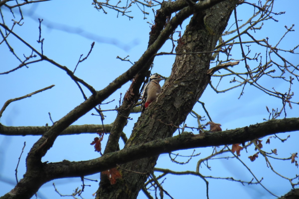 Great Spotted Woodpecker - ML646394499