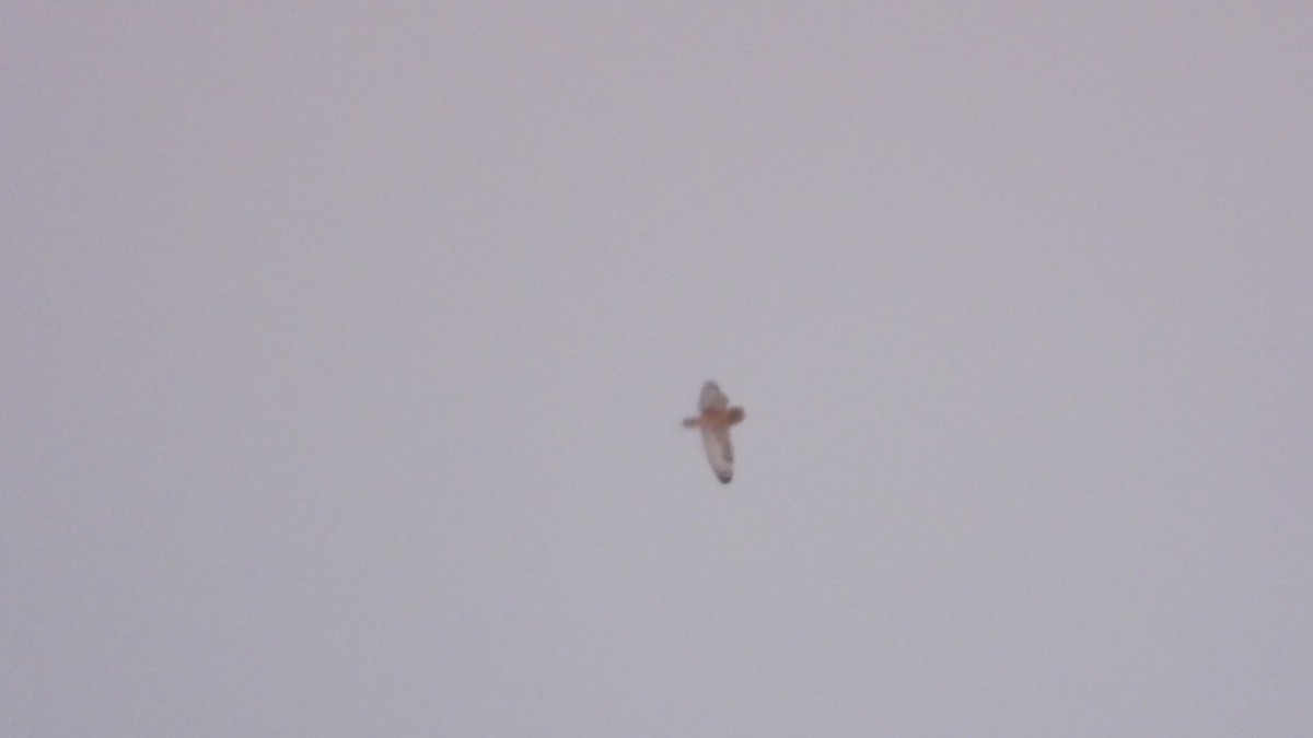 短耳鴞 - ML646394501