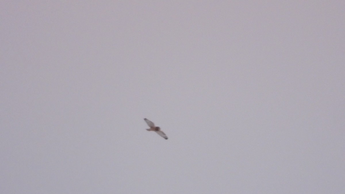 短耳鴞 - ML646394502