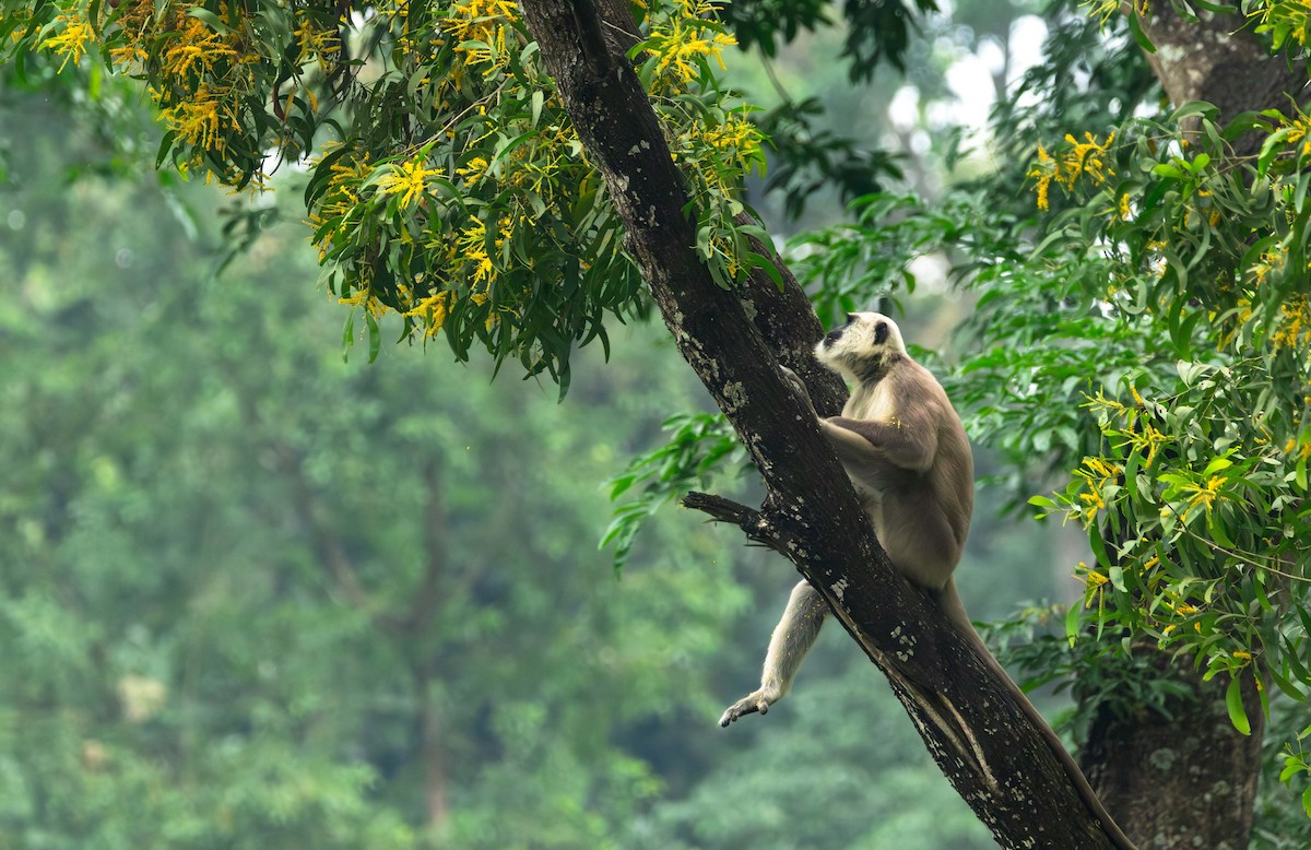 Nepal Sacred Langur - ML646394503