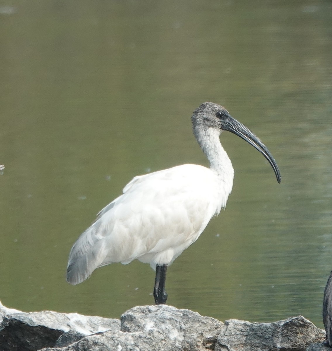Black-headed Ibis - ML646394504