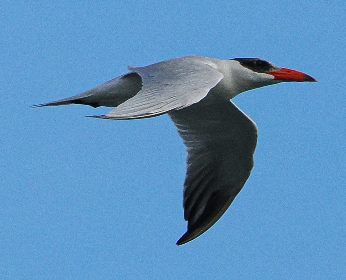 Caspian Tern - ML646394505