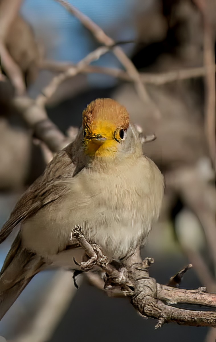 Eurasian Blackcap - ML646394506