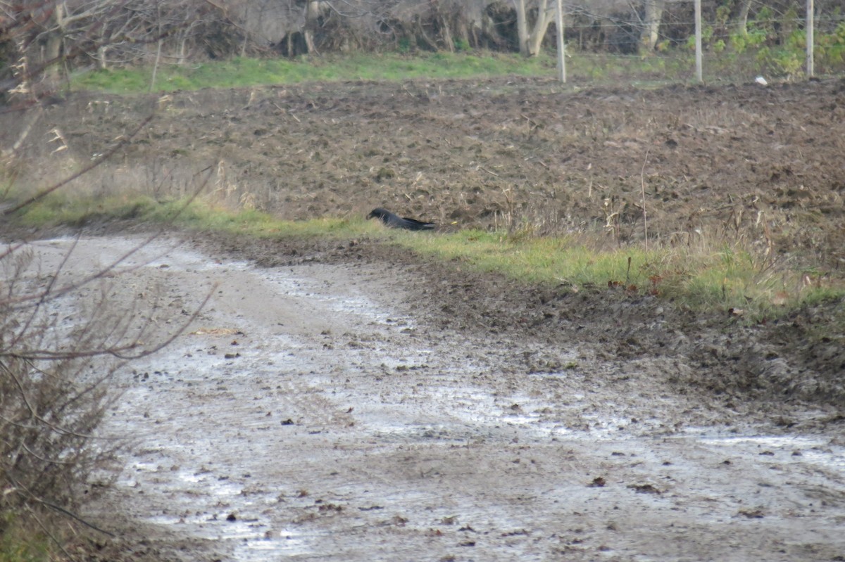 ワタリガラス - ML646394508