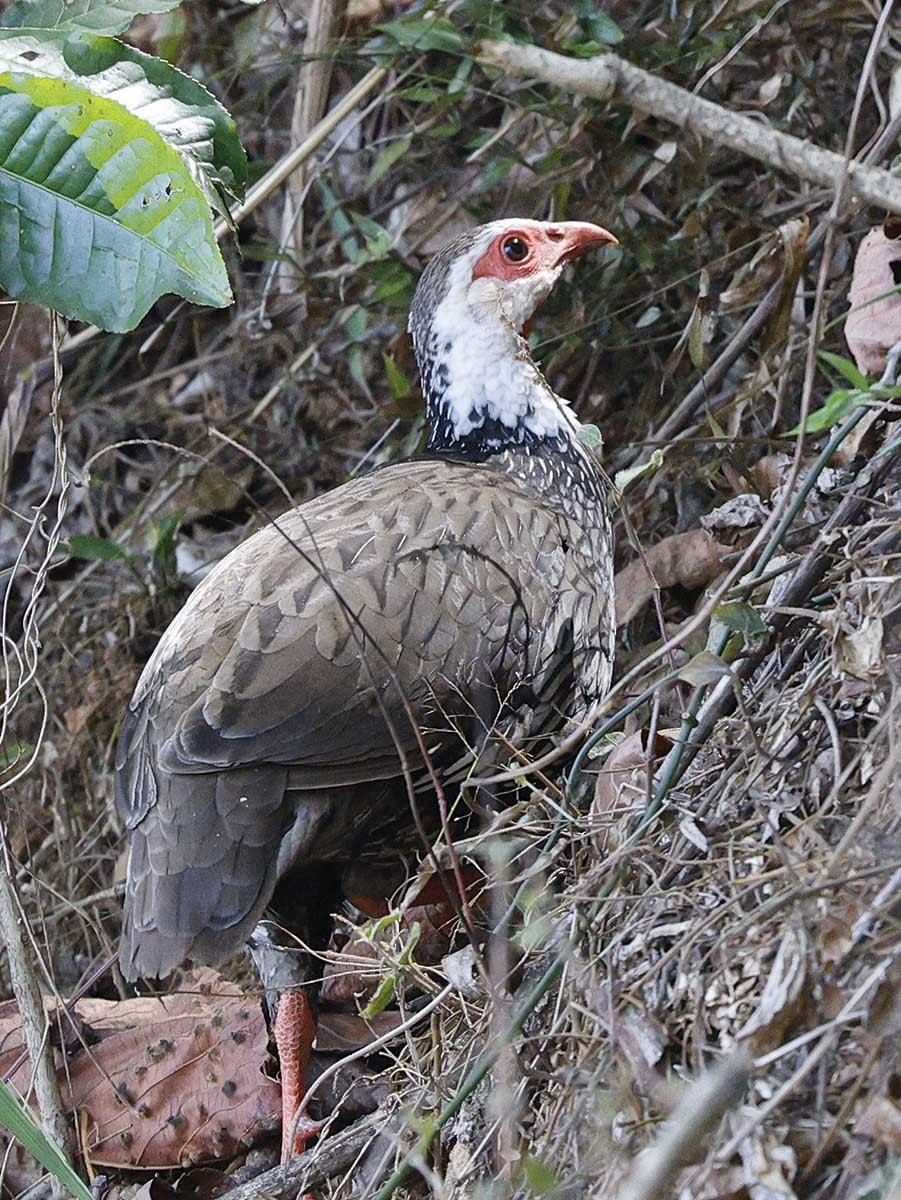 Red-necked Spurfowl - ML646394509