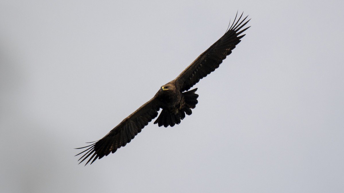 Águila Esteparia - ML646394512