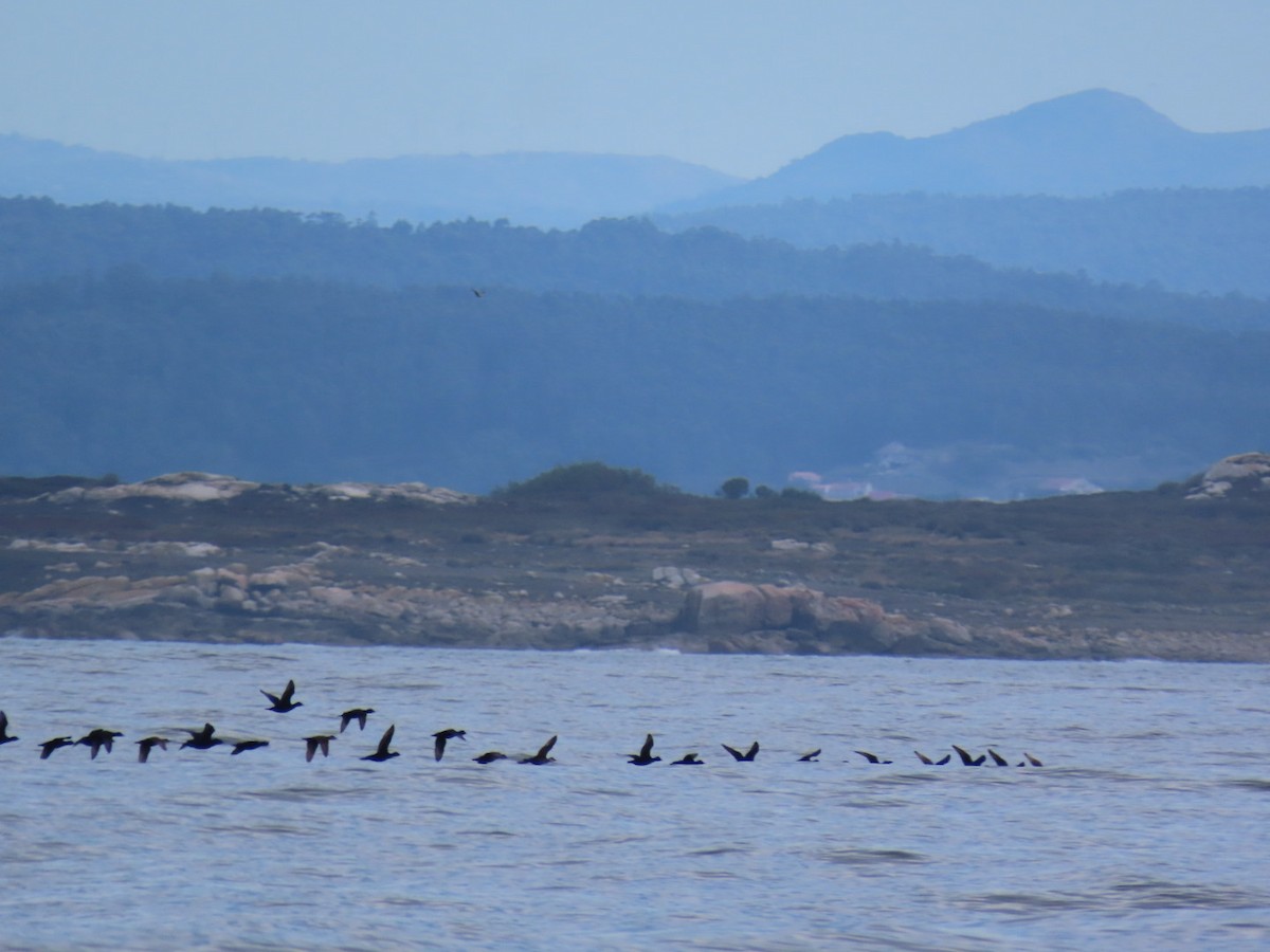 ヨーロッパクロガモ - ML646394513