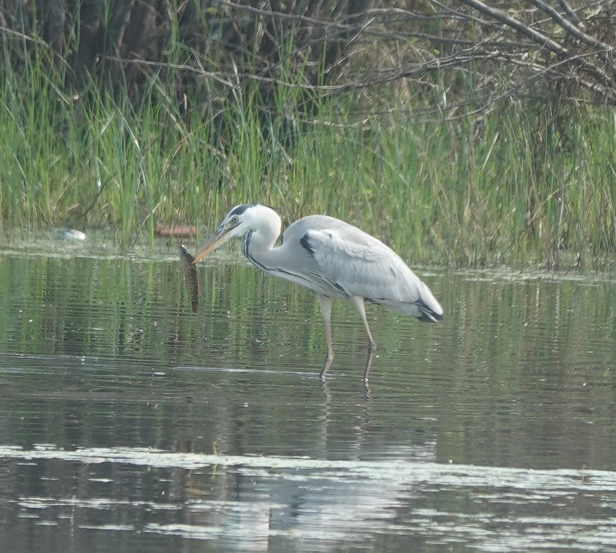 Gri Balıkçıl - ML646394515