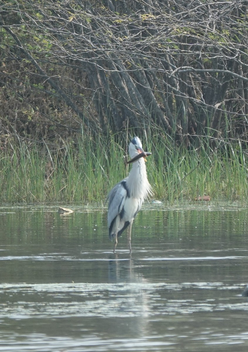 Gri Balıkçıl - ML646394516