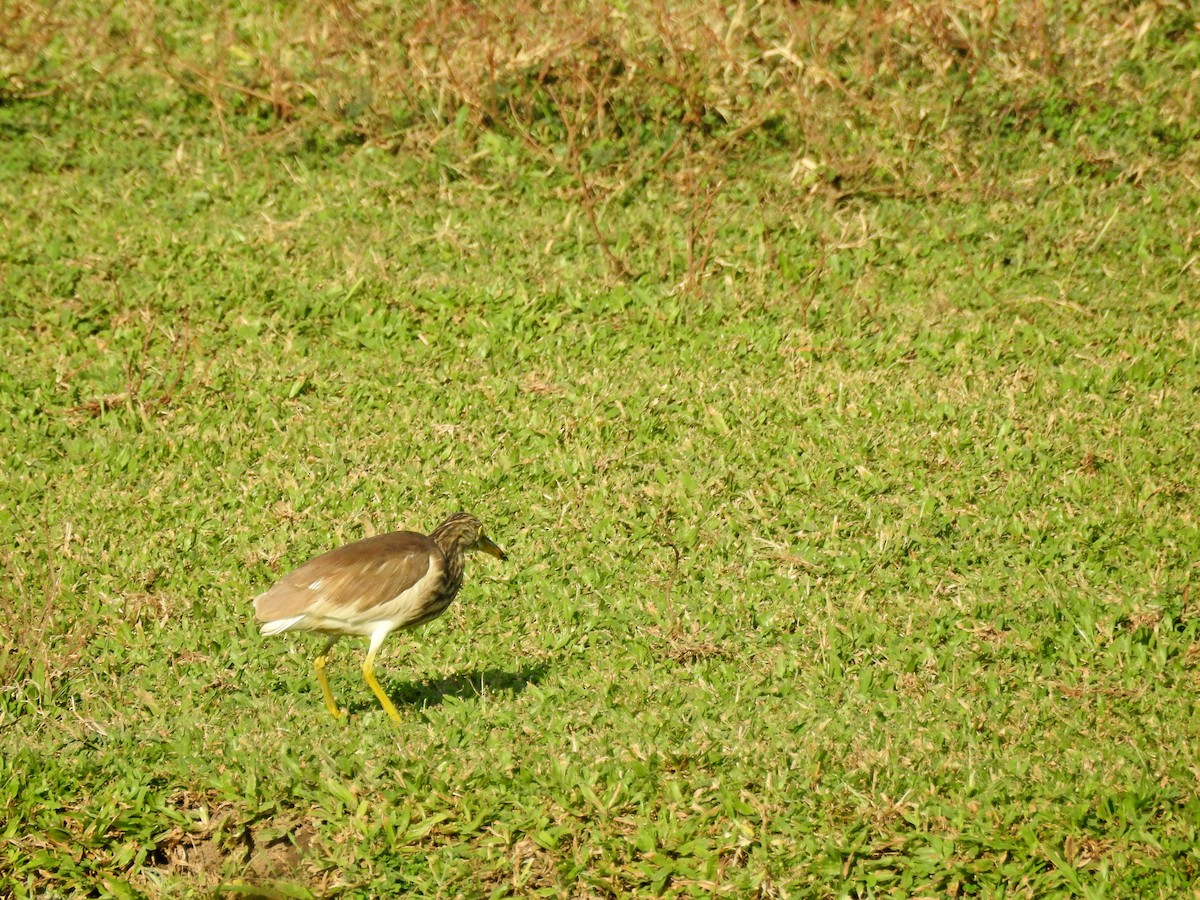 アカガシラサギ - ML646394517