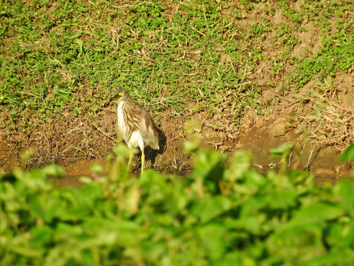 アカガシラサギ - ML646394518