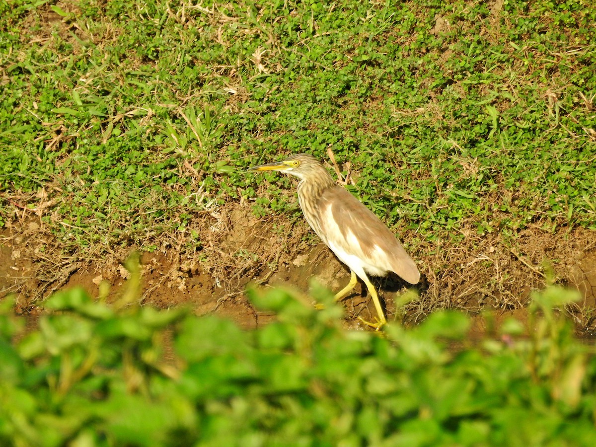 アカガシラサギ - ML646394519