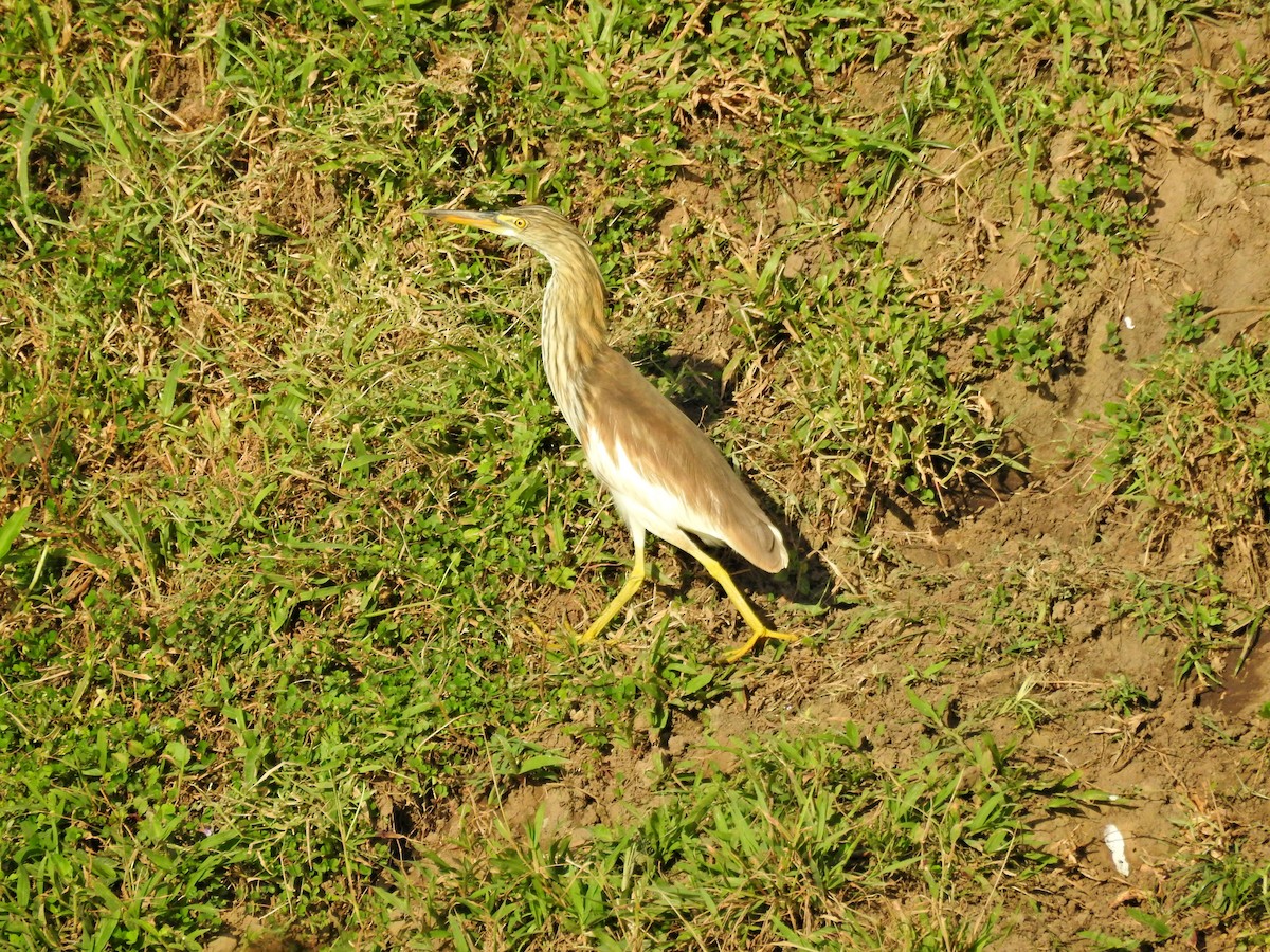 アカガシラサギ - ML646394520