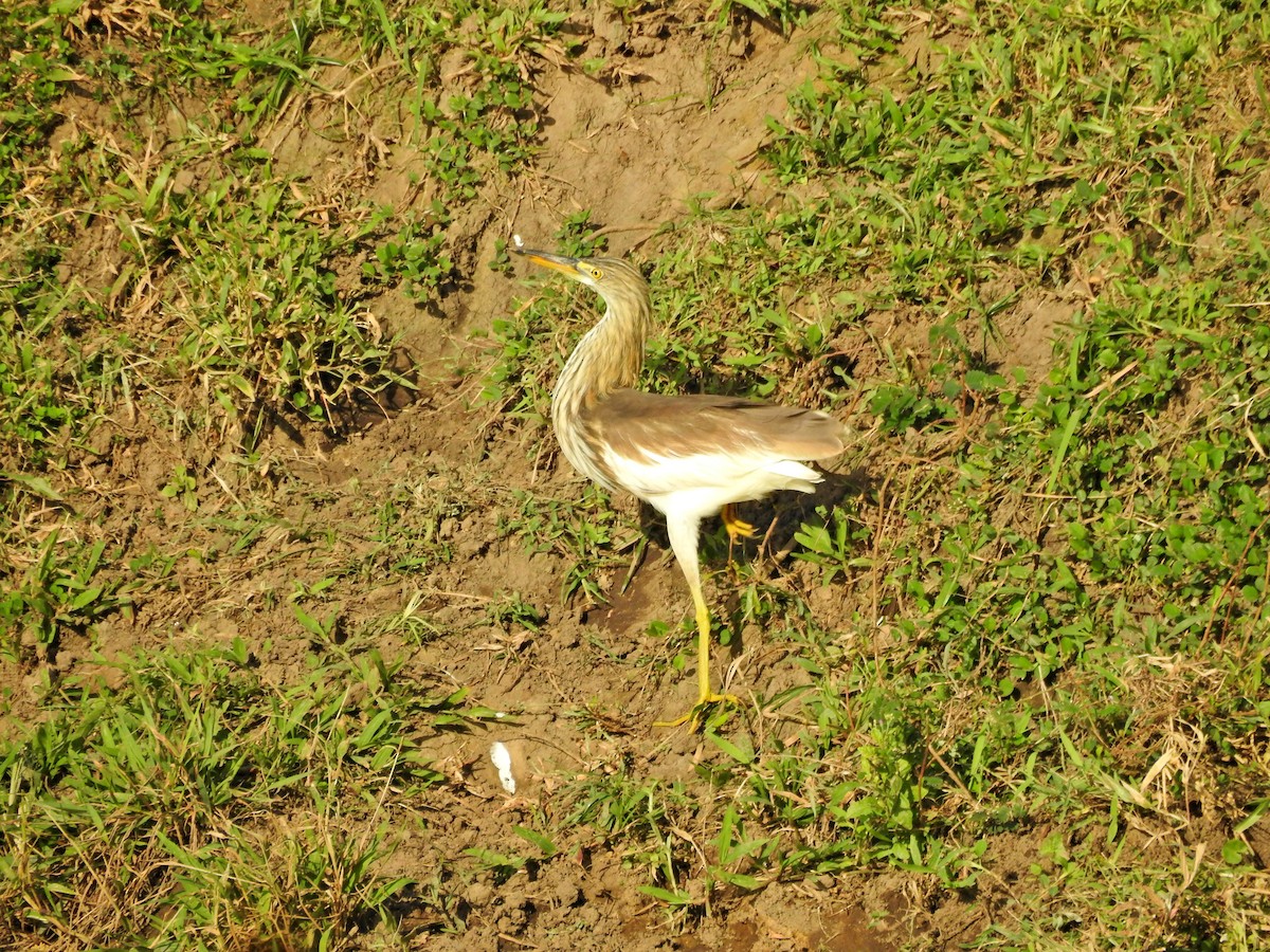 アカガシラサギ - ML646394523