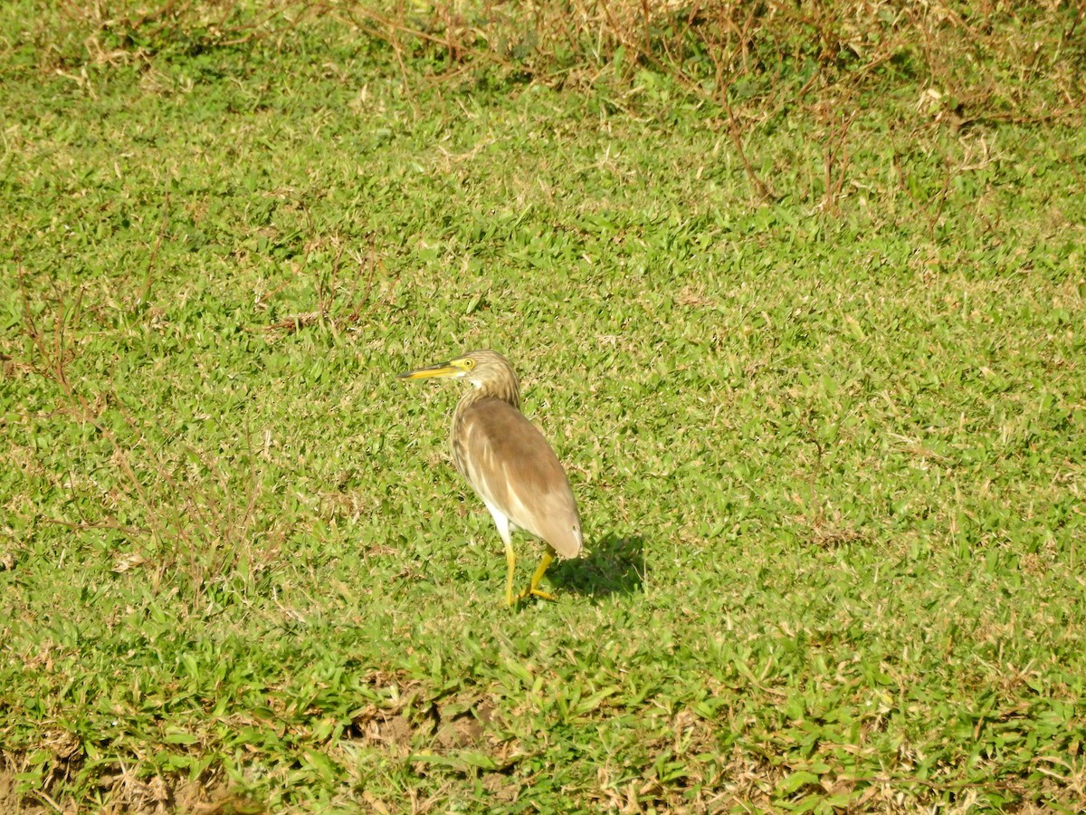 アカガシラサギ - ML646394524