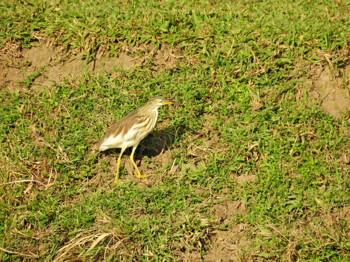 アカガシラサギ - ML646394525